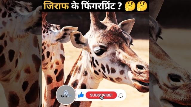 जिराफ से जुड़े Top 5 Amazing Fact in Hindi 😇🤭 || Facts about giraffe in hindi смотреть онлайн