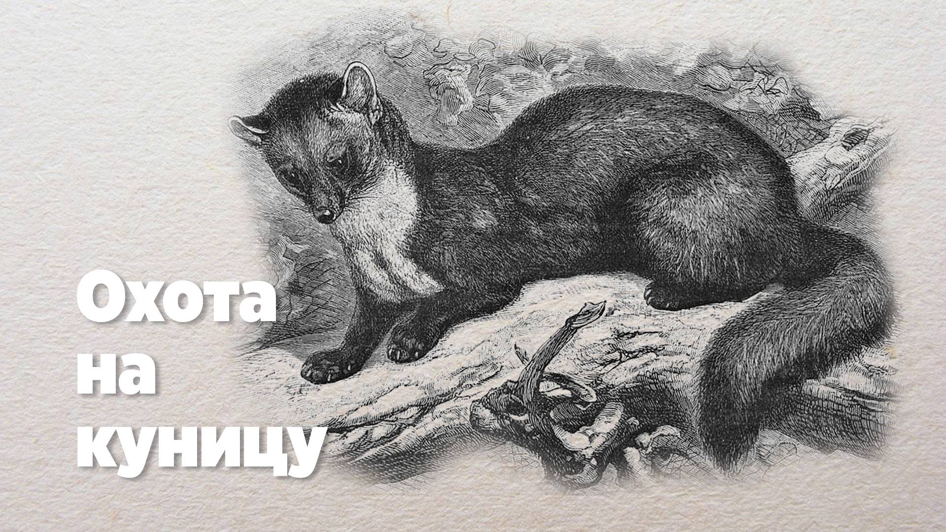 Охота на куницу