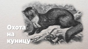 Охота на куницу