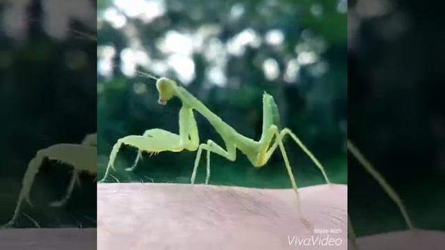 Macro Photography - BEAUTIFULL MANTIS DANCE смотреть онлайн
