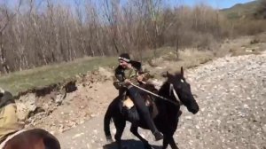 Карачаевская порода лошадей )