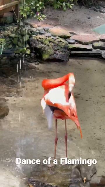 Dance of a Flamingo #shorts смотреть онлайн