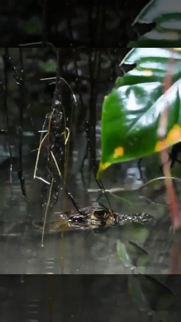 The Experience Tambopata смотреть онлайн