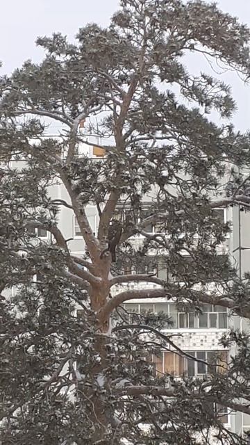 Птица на сосне в городе 23.11.2022 Среда смотреть онлайн