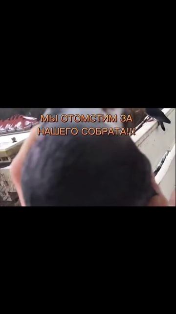 Человек поймал голубя. смотреть онлайн