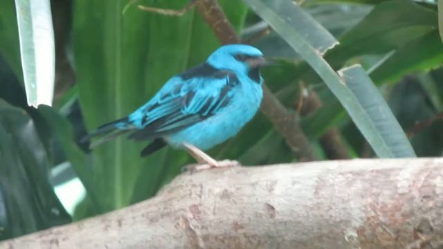 Little Blue Dacnis Bird Bronx Zoo смотреть онлайн