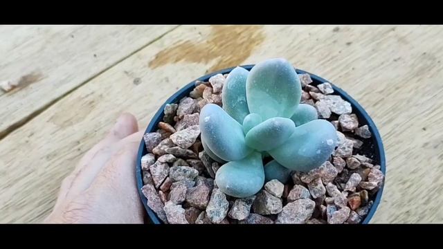 48 suculentas e cactos ( identificadas que complementam a nossa coleção) смотреть онлайн