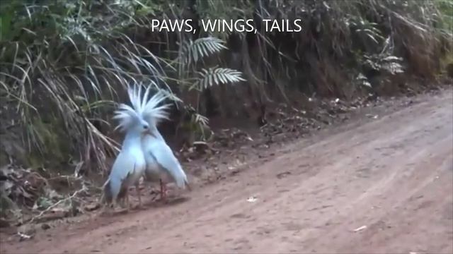 KAGU BIRDS🐦 - ALMOST FLIGHTLESS BIRDS | 👍ANIMALS смотреть онлайн