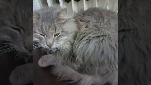 Животинки смотреть онлайн