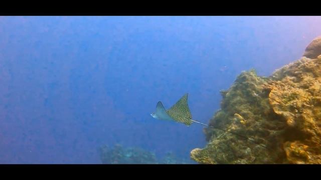 Eagle Ray Heaven смотреть онлайн