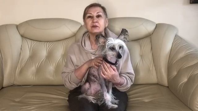 Среда. Серьёзный разговор. Парадокс собак. смотреть онлайн