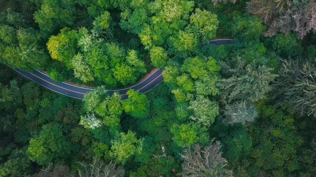 Лесная дорога с высоты смотреть онлайн