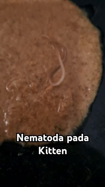Nematoda (Cacing) смотреть онлайн