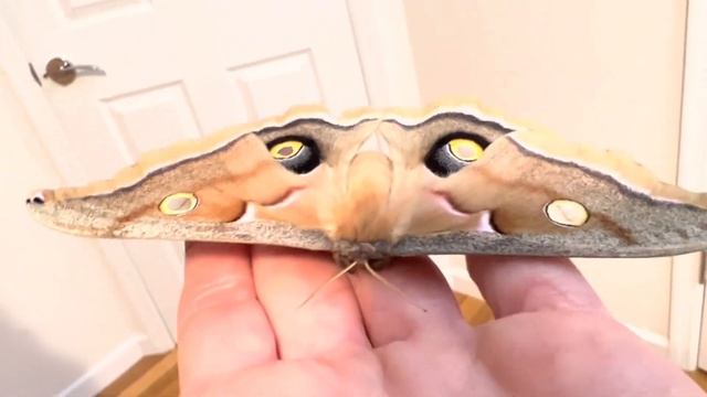 Polyphemus Moth, female смотреть онлайн