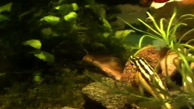 #Aquarium. Новые сюрпризы. смотреть онлайн