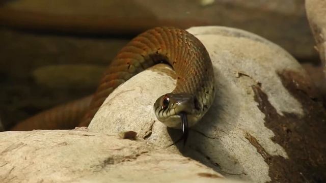 Culebra Collar Rio Agüera смотреть онлайн