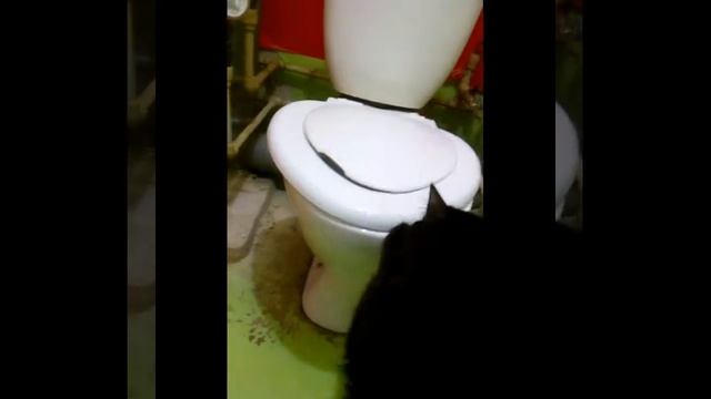 Котенок в бешенстве смотреть онлайн
