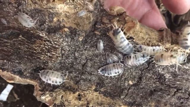 Porcellio laevis “dairy cow” смотреть онлайн