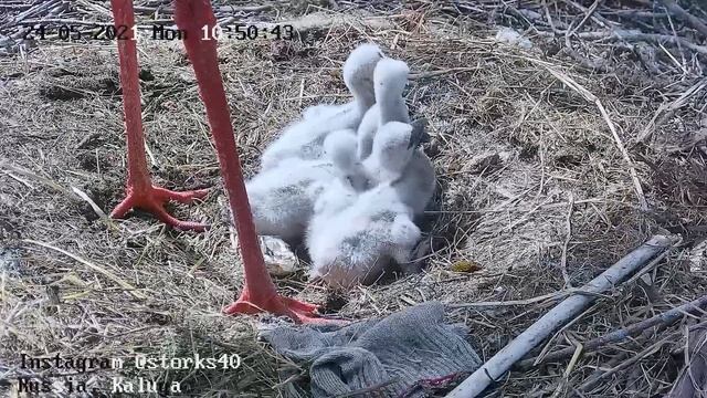 Пятый опять удачно пристроился и ухватил порцию червяков смотреть онлайн