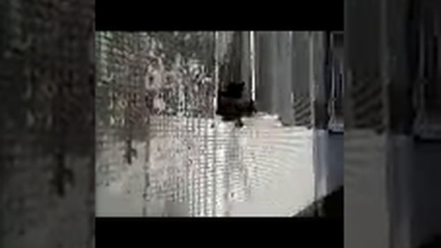 Перевод кошек.mp4 смотреть онлайн