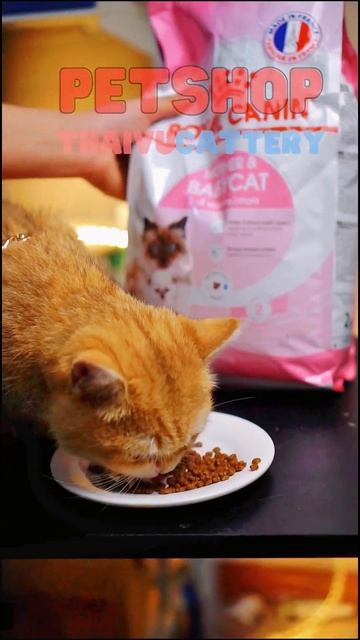 Hạt Royal Canin mượt lông cho mèo смотреть онлайн