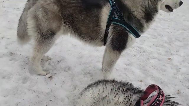 Эх, компании не хватает🤣🐺🐺#сибирскийхаски#huskyIdel смотреть онлайн