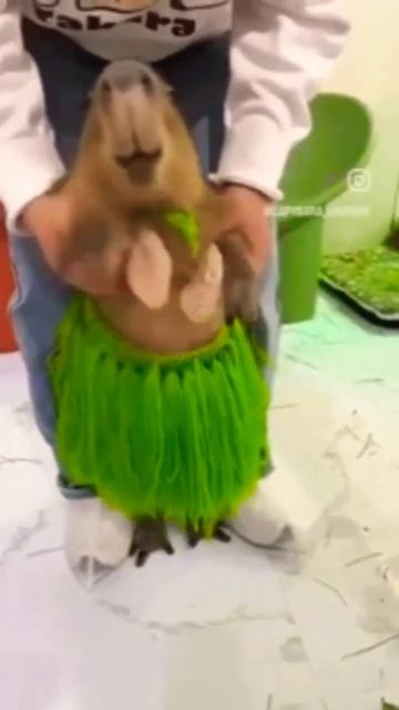 капибара 😂 вернулась со Австралии 🤣 смотреть онлайн
