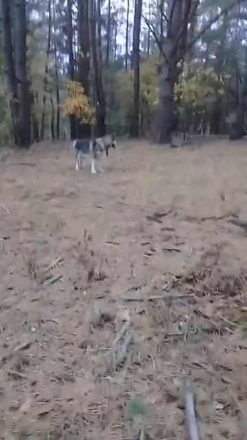 Маламут и кормушка для лесных зверей. смотреть онлайн