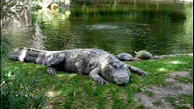 cri alligator смотреть онлайн