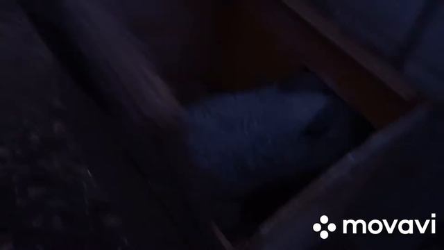 Прогулка кроликов 🐰 🐰🐰 смотреть онлайн