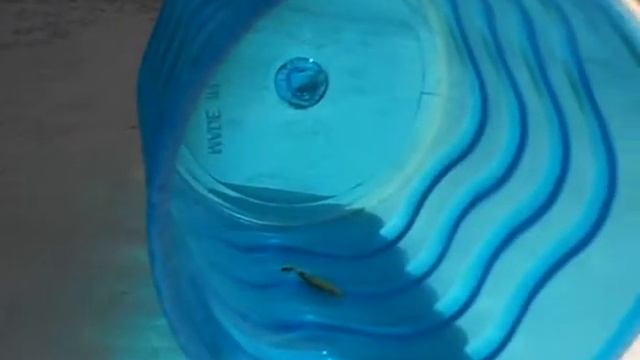 Larva of the Case Bearing Clothes Moth , Tinea pellionella смотреть онлайн