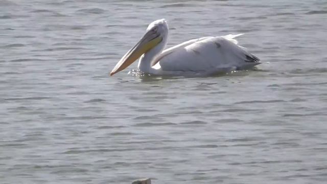Αργυροπελεκάνος (Pelecanus crispus) Dalmatian pelican смотреть онлайн