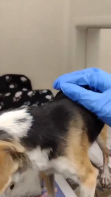 Eye Bulging Due To Infection Eventually Ruptures Leaving Pup Requiring Surgery смотреть онлайн