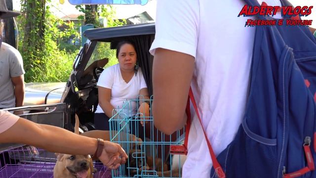 Bocaue Pet Market August 2022 | Bagsak Presyo mga Pets dito sa Tiange смотреть онлайн