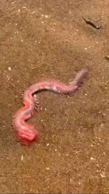 Awesome Sea Animal Catching | Deep Sea Octopus, Crabs, Fishes, Lobsters - #Short Video#70 смотреть онлайн