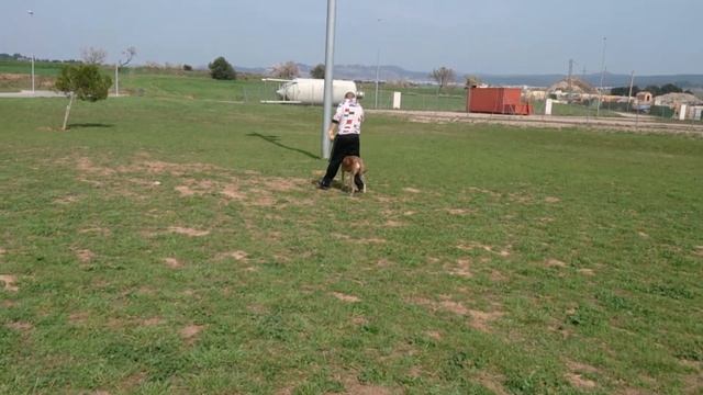 Sima (Galga) entreno con pelota смотреть онлайн