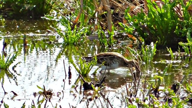 Обыкновенный бекас Common snipe смотреть онлайн