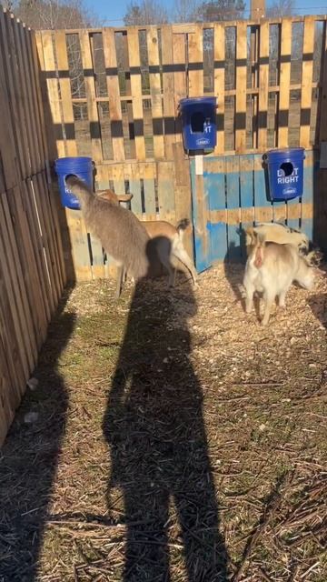 #crazy#goats#emu#share#shorts смотреть онлайн