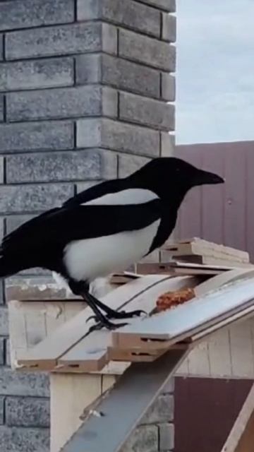 👀Detroit. Funny Magpie #funny #america #detroit смотреть онлайн