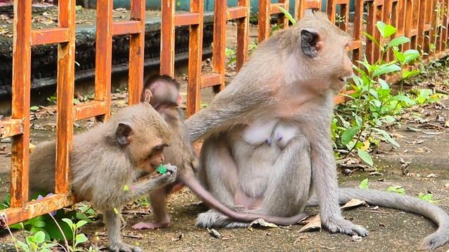Cute Baby Monkey Mira Cries To Call Mom When Mama Leaves Her To Find Food So Sadly