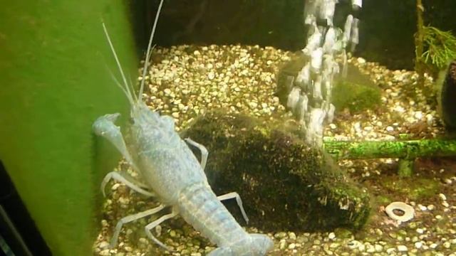 Procambarus clarkii blue pearl (2) смотреть онлайн