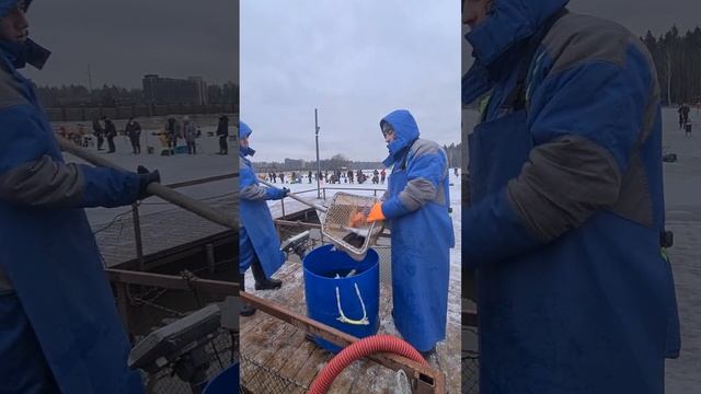 Запуск голца, палии и форели смотреть онлайн