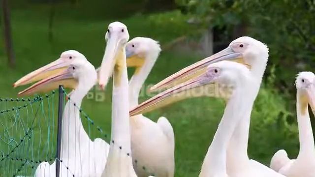 GREAT WHITE PELICAN IS A BIRD IN THE PELICAN FAMILY BIG BIRD NEAR THE LAKE IN ZOO HAVIB2DGG смотреть онлайн