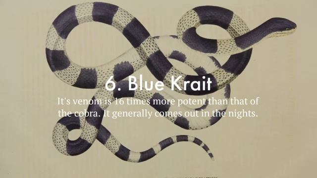 10 Most Venomous Snakes In the World смотреть онлайн