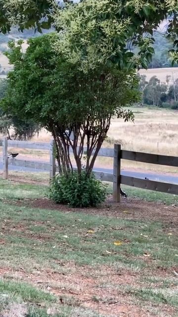 Go The Willy Wagtail | Chasing The | Magpies смотреть онлайн