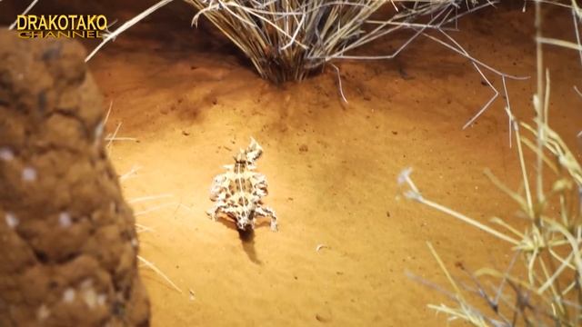 TOP 10 INCREÍBLES REPTILES QUE PARECEN DE CIENCIA FICCIÓN смотреть онлайн