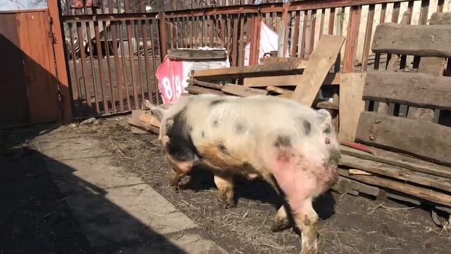 Кабан Пьетрен🐷Отец герой❗️❗️❗️ смотреть онлайн