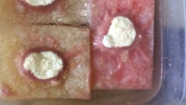 #Аулофорус. Содержание в судочке. Водяная змейка. Как делаю это я смотреть онлайн