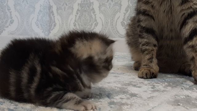 3 марта 2024 г. #кошки #котята #котёнок#cat #kitten смотреть онлайн