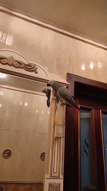 ✅ - Запретила себя снимать🤣 ЖАКО ПЕТРУНЯ 🐦 #Shorts смотреть онлайн